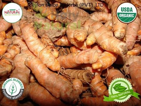 Turmeric Roots Fresh Tumeric Curcuma Root Usda Certified Etsy