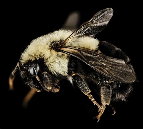 Bumble Bee Queens Slower To Start Colonies After Minimal Neonic