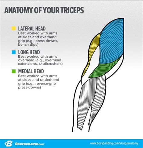 Muscle Groups 6 Strategies To Target Your Triceps