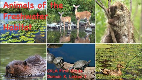 Animals Of The Freshwater Habitat Youtube