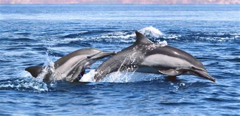 5 Facts About Dolphins And Why They Shouldnt Be In Captivity Animal
