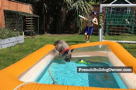He'd do this repetitive routine all day if we let him. Can French Bulldogs Swim? + How to Teach Them (Video)