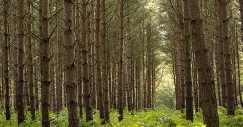 2 Most Common Types Of Pine Trees In England Progardentips