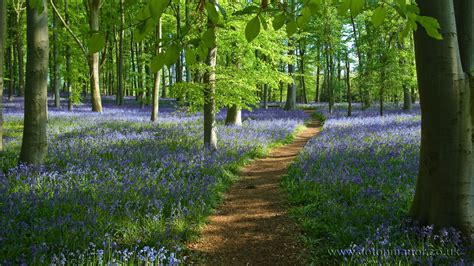 Bluebells In The Woods Springtime At Coton Manor Northhamptonshire England Manor