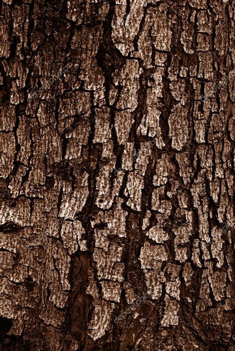 Patterned Of Grunge Dark Tree Peelwood Texture Nature Plant B