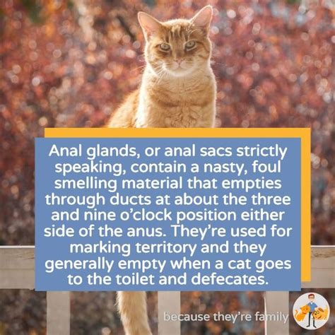 Aiding Cats With Anal Gland Issues Cat Tales