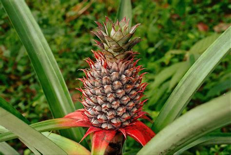 15 Unusual Facts About The Pineapple Owlcation