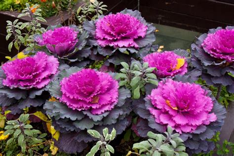 Winter Container Plants Nine Of The Best The English Garden