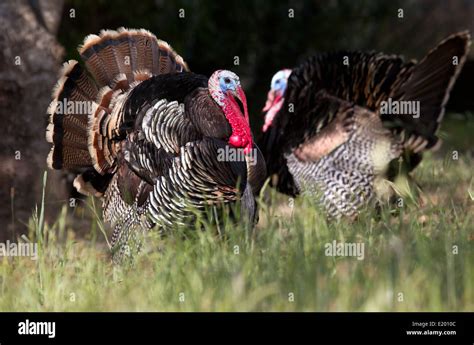 Two Tom Turkeys In Breeding Plumage Stock Photo Alamy