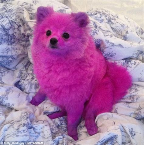 Lia Catreux Dyes Her Pomeranian Dogs Fur Pink Causing Outrage Among