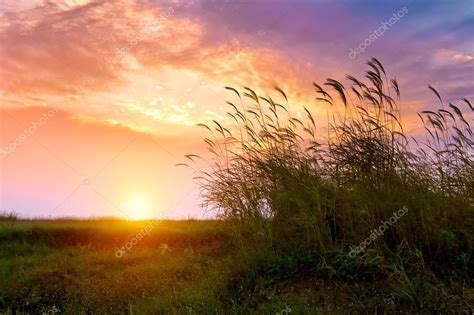 Sunset In The Reed — Stock Photo © Gyn9037 21269807