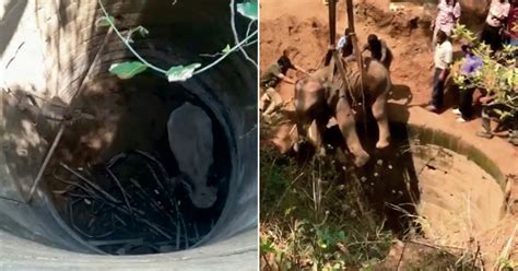 Dramatic Video Shows Elephant Being Rescued After Falling Into Well