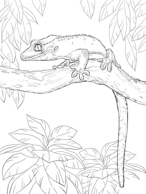 Crested Gecko Coloring Page Free Printable Coloring Pages For Kids