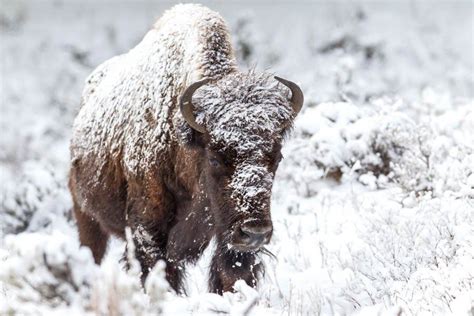 Snow Covered Bison Buffalo Photography Print Buffalo Art Etsy