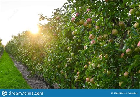 An Apple Orchard Called `altes Land` Old Country Near Hamburg Germany