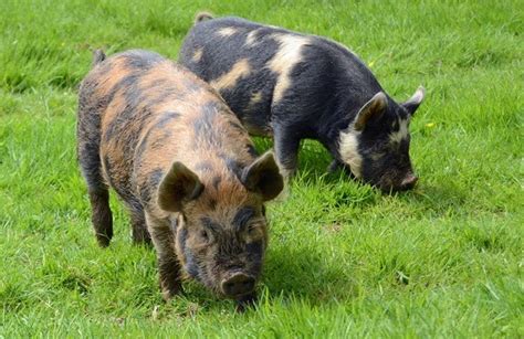 Kunekune Pig Blair Drummond Safari Park