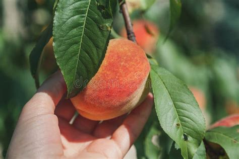 Hand Rips A Ripe Peach From A Branch Stock Image Image Of Nature