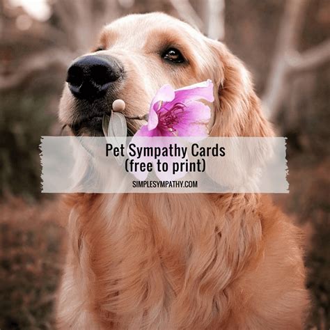 Free loss of dog vector card welovesolo. Pet Sympathy Cards - Simple Sympathy