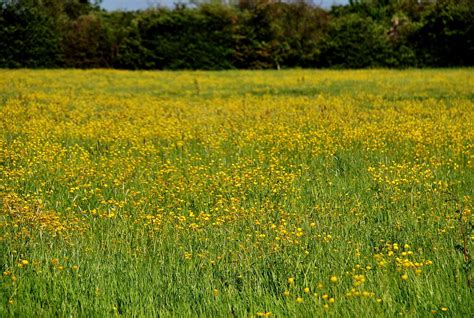 Gloucestershire Field Of Buttercups A Field Of Buttercup Flickr