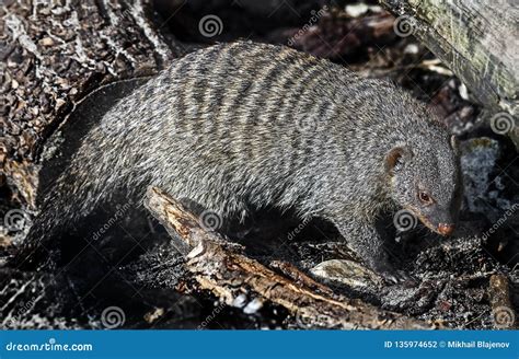 Banded Mongoose 7 Stock Photo Image Of Wildlife Small 135974652