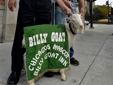 Cubs Curse Of The Billy Goat And Other Superstitious Sports Tales
