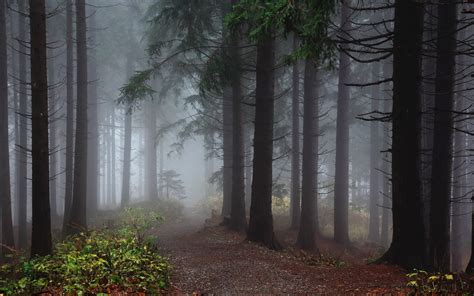 Forest Tree Landscape Nature Fog Wallpapers HD Desktop And Mobile Backgrounds