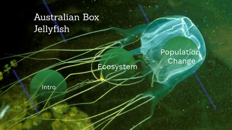 Australian Box Jellyfish By Syed Nizami