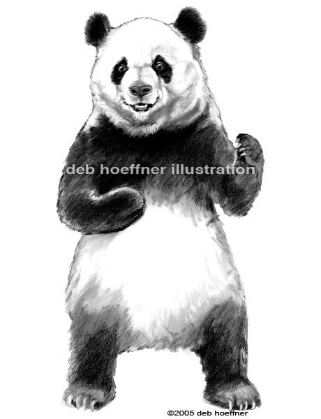 An open edition art print individually hand signed by the artist. Realistic Panda drawing illustration for product label and ...