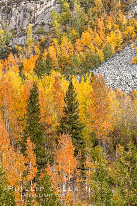Sierra Nevada Fall Colors Bishop Creek Canyon Populus Tremuloides