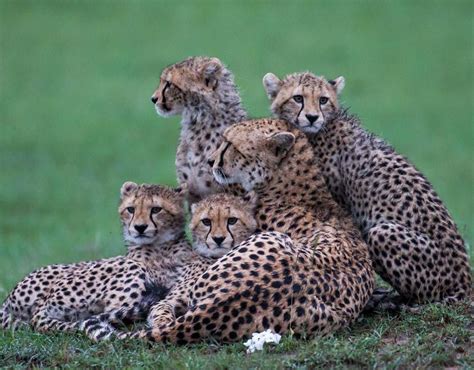 Cheetah Mother And Her Cubs Animal Mothers In The Wild Galleries