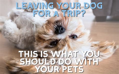 How To Leave Your Dog At Home While Youre On Vacation Or Away 🥇 Jpr™