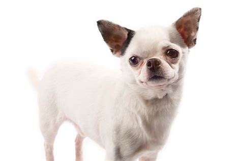 Chihuahua Dog Breed Information