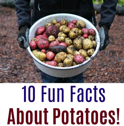 10 Fun Facts About Potatoes One Hundred Dollars A Month