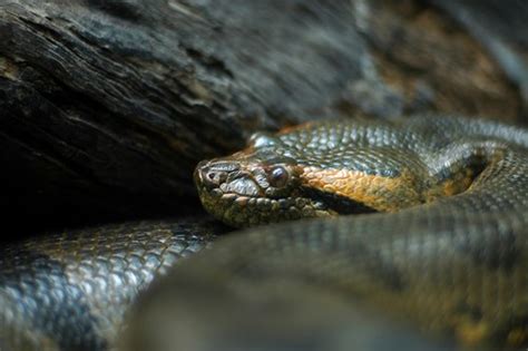 Anacondas Facts Habitat Diet And Size With Pictures Animalspal