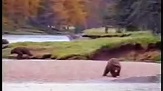 Grizzly Man Timothy Treadwell death footage - video dailymotion