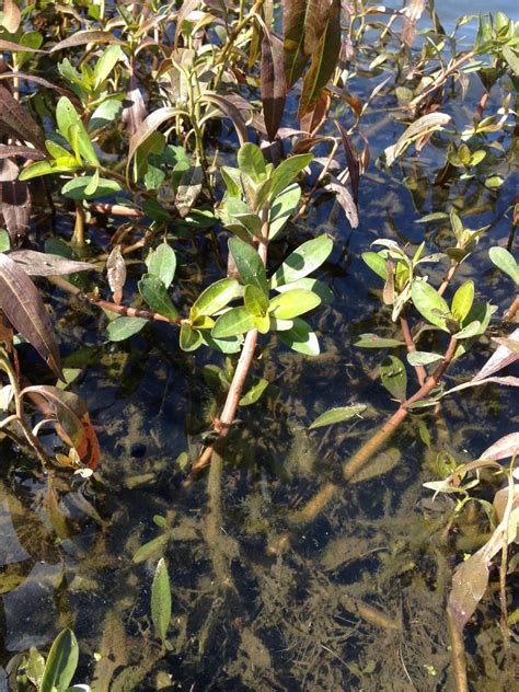 Eddmaps Record Id 2684876 Alligatorweed Alternanthera Philoxeroides