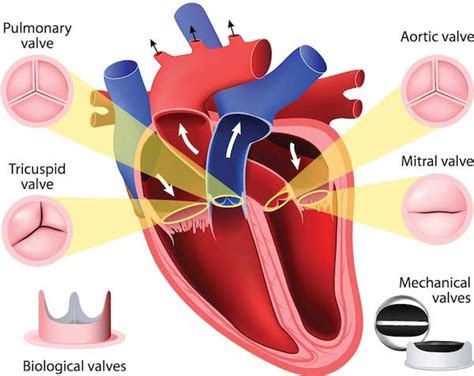 Tricuspid Valve