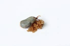 Ticks lay eggs by getting fully engorged on blood, climbing up a tree, shrub or building, and laying between 1,000 and 3,000 eggs. How To Identify Ticks | Western Exterminator