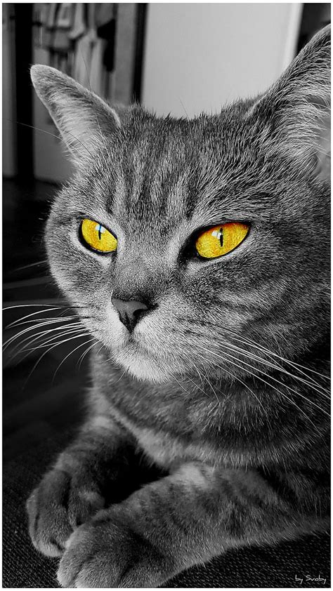 Amber Eyes Black Blackandwhite Cat Hd Phone Wallpaper Peakpx