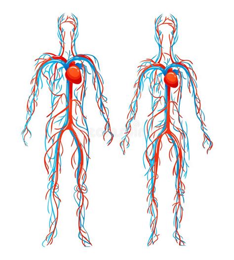 Anatomy Of Blood Vessels Veins