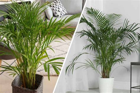How To Care For A Majesty Palm Indoors Eilene Jefferies