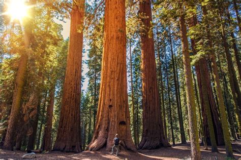 The Oldest And Biggest Redwood Forest Is Now Forever Protected Goodnet
