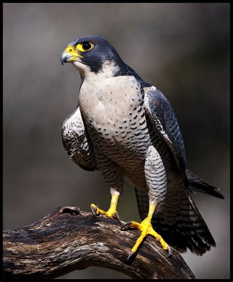 Peregrine Falcon 2 Pet Birds Peregrine Falcon Birds Of Prey