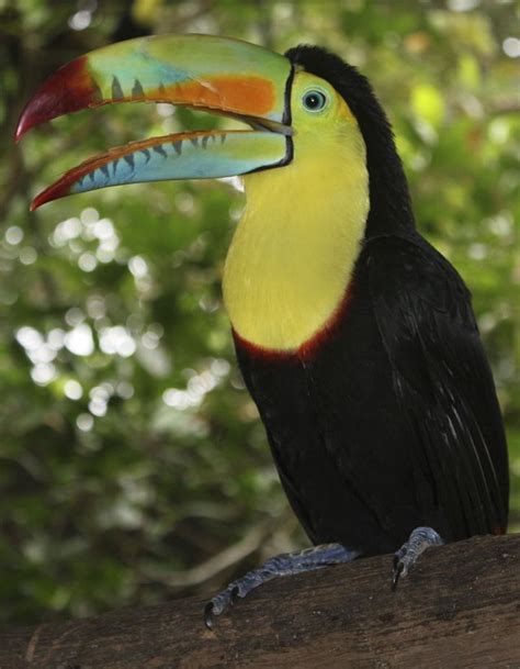 The Keel Billed Toucan The National Bird Of Belize