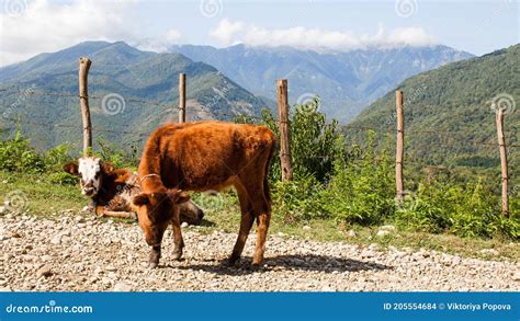 Cows On The Background Of The Caucasus Mountains Cattle Graze In