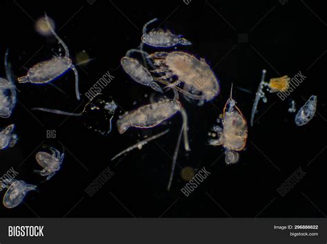 Plankton Organisms Image And Photo Free Trial Bigstock