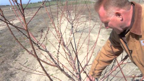 Pruning A Two Year Old Peach Tree Youtube