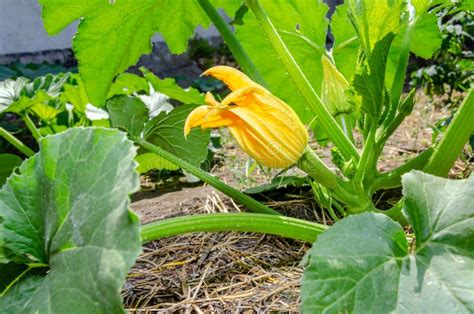 A Young Zucchini Plant With A Yellow Flower In The Spring Stock Photo