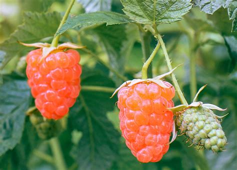 Double Gold Raspberry Plants Potted Excellent Flavor Very Sweet