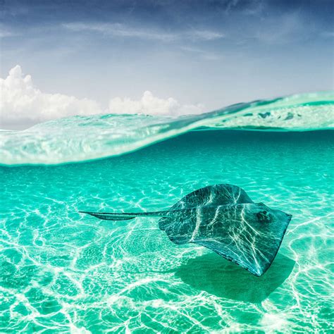 Manta Ray Underwater Wall Art Photography